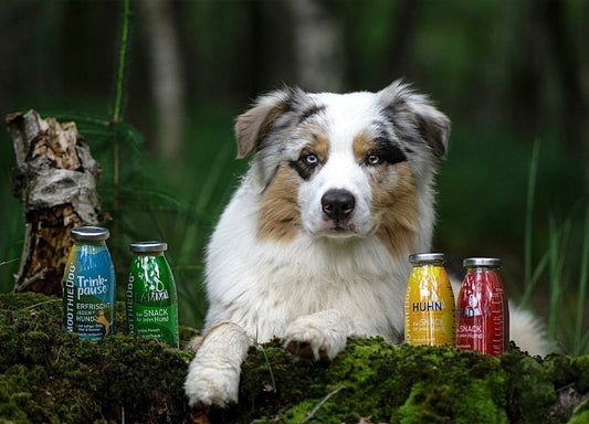Ein hund liegt im Moos. Vor ihm sind die Hundesmoothie Sorten Trinkpause, Lamm, Huhn, Rind.