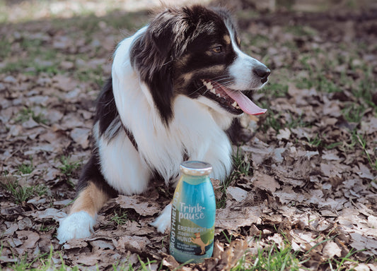Zeigt einen Hund im Laub liegend. Vor ihm ist eine Flasche SmoothieDog Trinkpause.