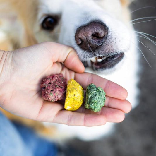 Gefriergetrocknete Hundesnacks: Die neuen SmoothieDog Bites
