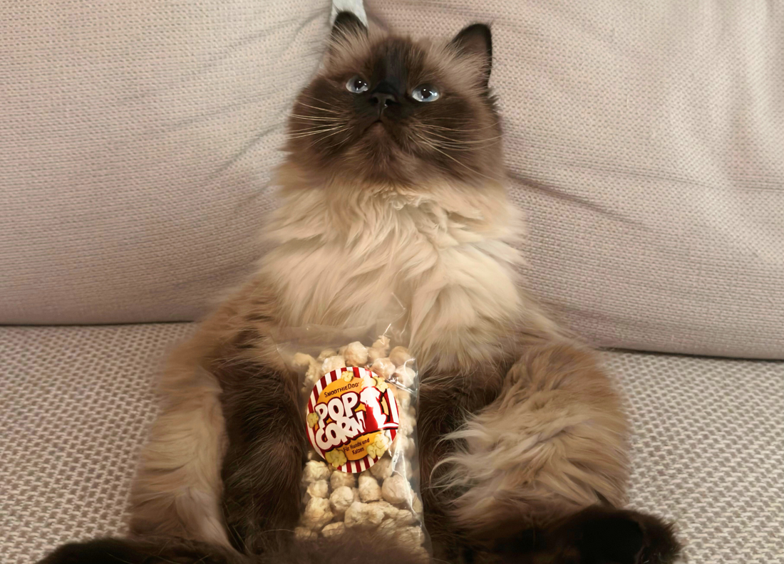 Katze sitzt entspannt auf der Couch mit Katzenpopcorn vor sich – Symbolbild für genussvolle Snackmomente im Alltag.