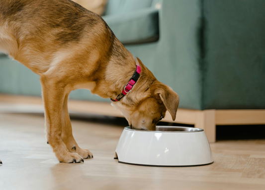 Hund frisst aus seinem Napf – Symbolbild für bewusstes Fütterungsverhalten und Kalorienmanagement bei Hunden.