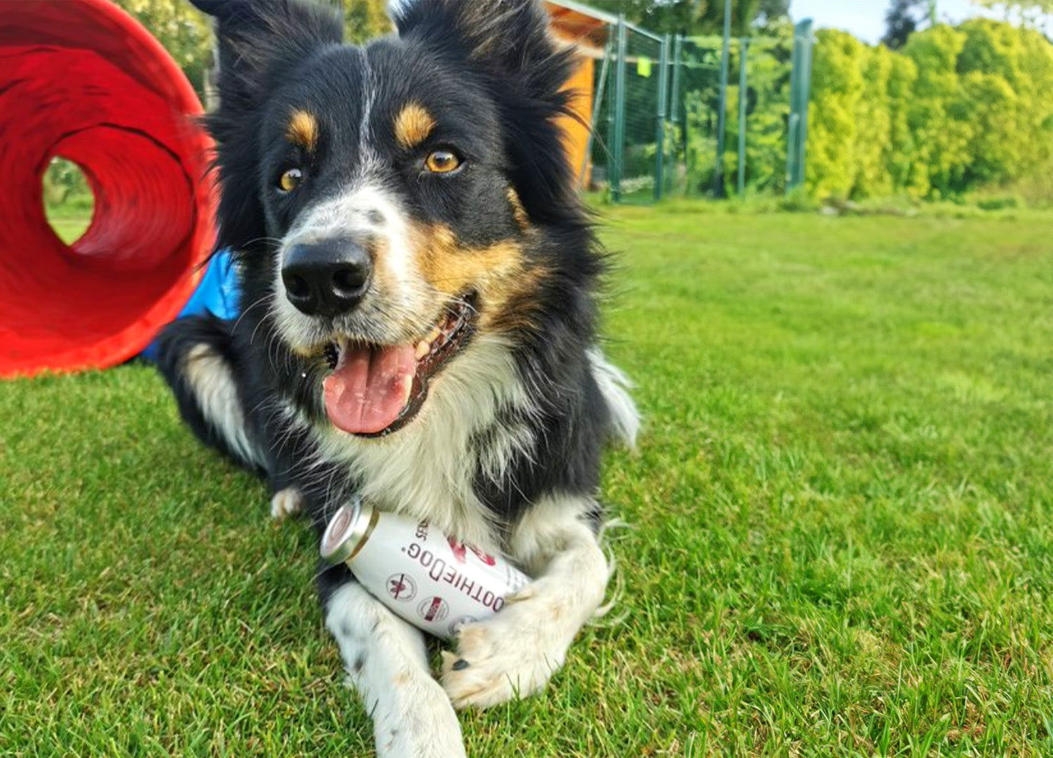 SmoothieDog als Sponsor