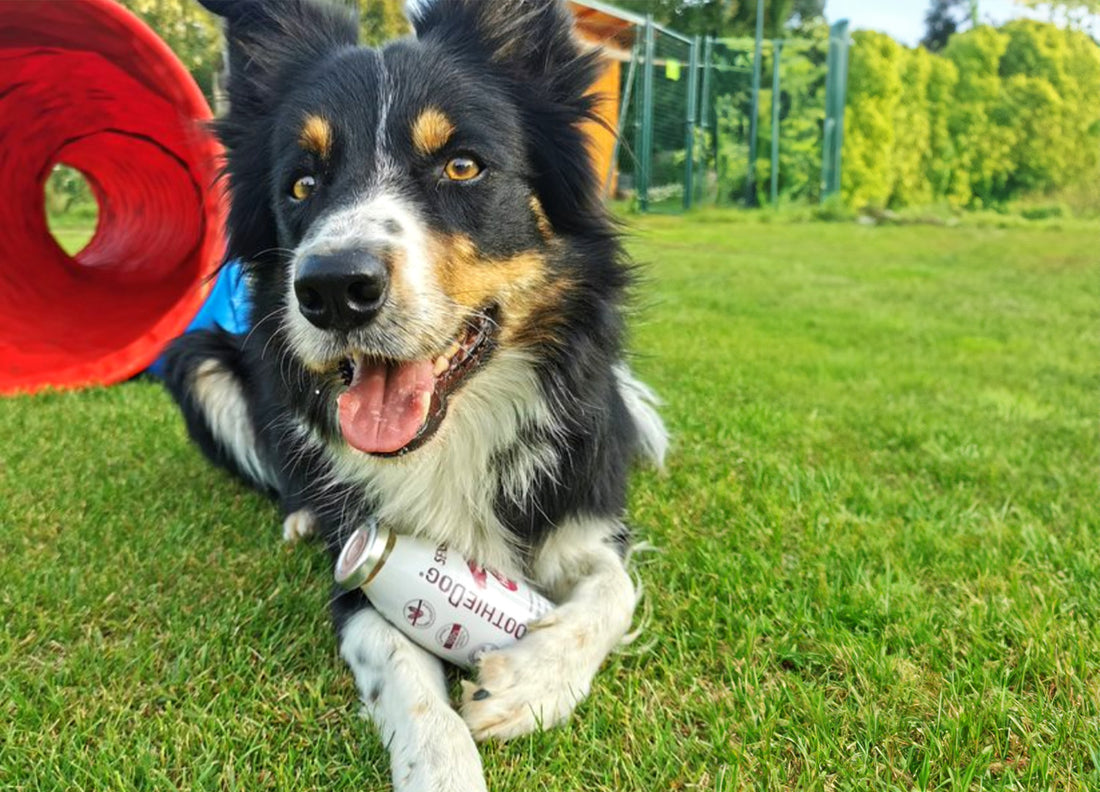 SmoothieDog als Sponsor