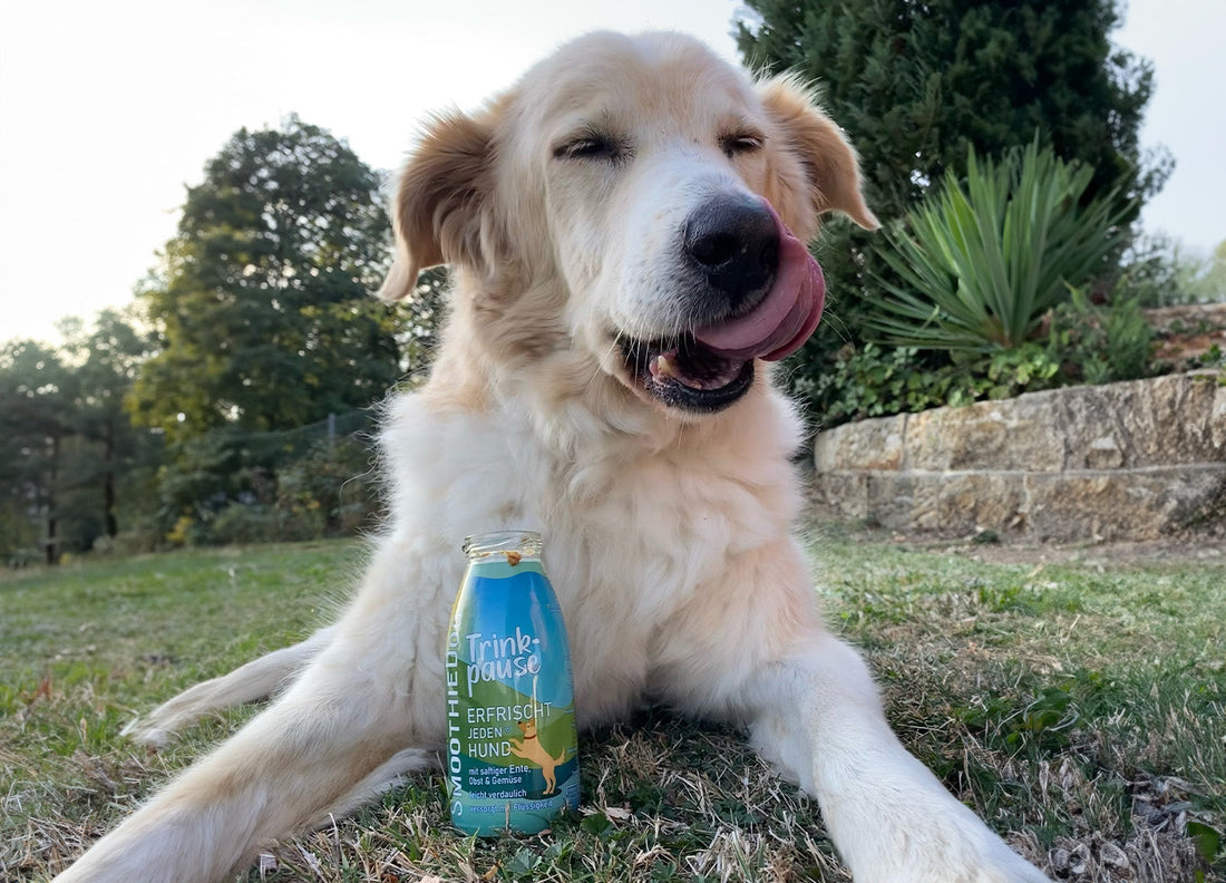 Zeigt einen älteren Hund schleckend vor einer SmoothieDog Flasche Trinkpause liegen.