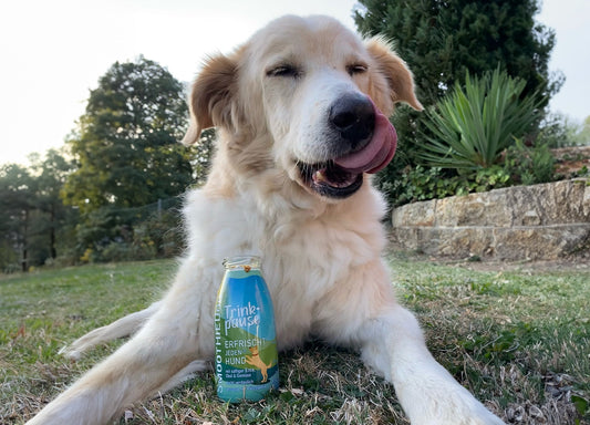 Zeigt einen älteren Hund schleckend vor einer SmoothieDog Flasche Trinkpause liegen.