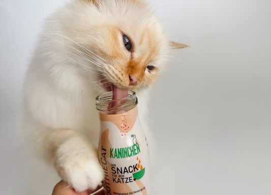 Katzensmoothie – der sinnvolle Katzensnack!