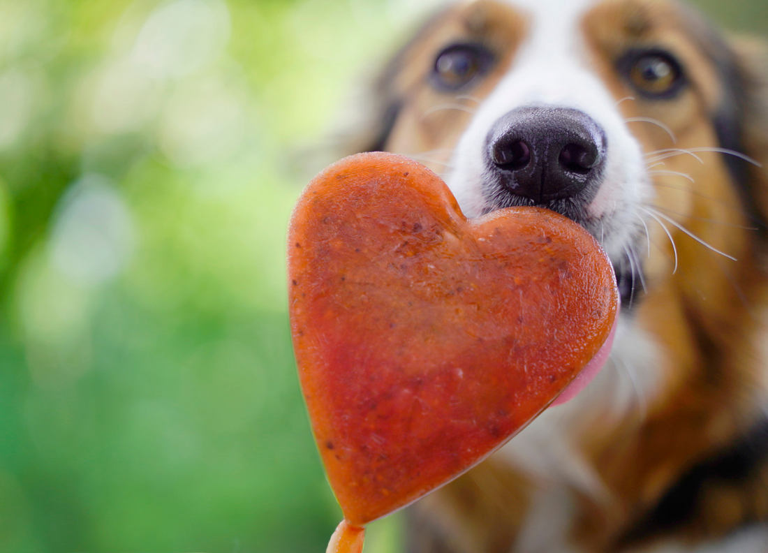 Ein Hund hält ein herzförmiges Eis am Stiel im Maul. Der Snack besteht sichtbar aus natürlichen Zutaten und leuchtet in sattem Rot-Orange. Der Hintergrund ist unscharf und zeigt grüne Natur – ideal für sommerliche Anwendungsideen.