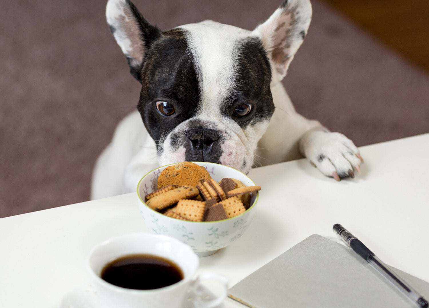 Diabetes bei Hunden