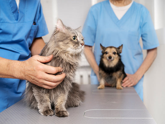 Zeigt einen Hund und eine Katze in einem tierärztlichen Setting. Mit zwei Personen in medizinischer Kleidung.