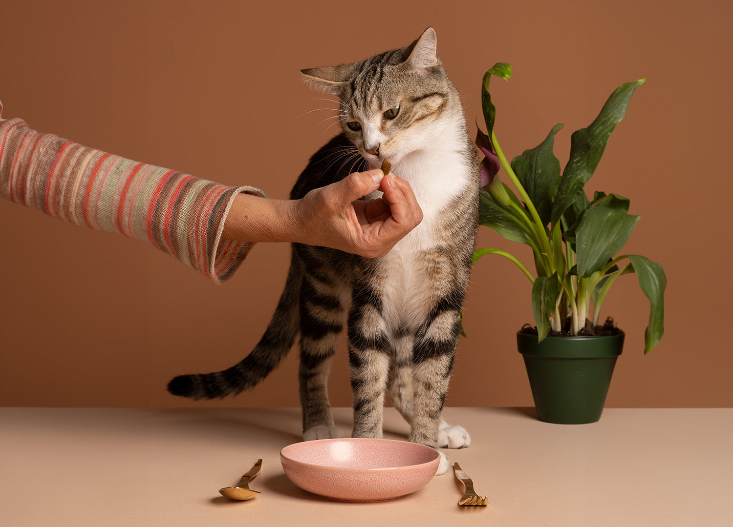 Futterumstellung Katzen