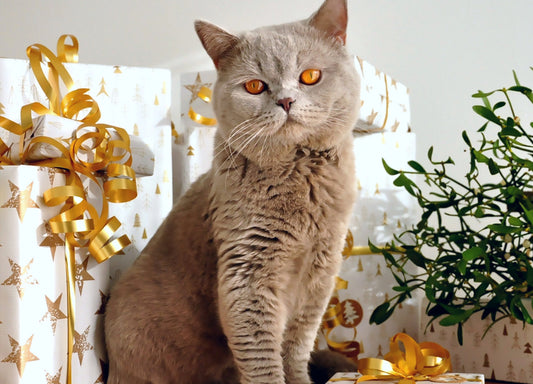 Zeigt eine Katze die vor mehreren Weihnachtsgeschenken sitzt.
