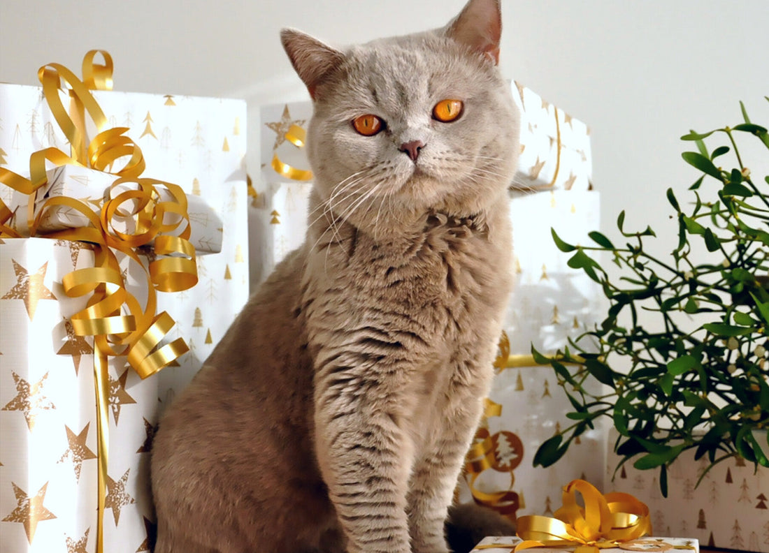 Zeigt eine Katze die vor mehreren Weihnachtsgeschenken sitzt.