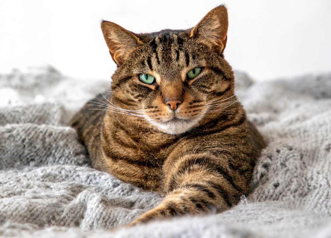 Eine übergewichtige Katze liegt auf einer grauen Decke und schaut in die Kamera.
