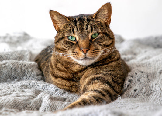 Eine übergewichtige Katze liegt auf einer grauen Decke und schaut in die Kamera.