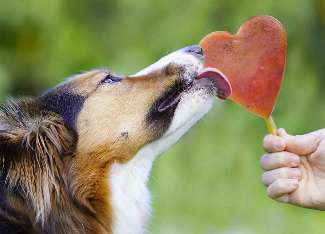 Ein Hund hält ein herzförmiges Eis am Stiel im Maul. Der Snack besteht sichtbar aus natürlichen Zutaten und leuchtet in sattem Rot-Orange. Der Hintergrund ist unscharf und zeigt grüne Natur – ideal für sommerliche Anwendungsideen.