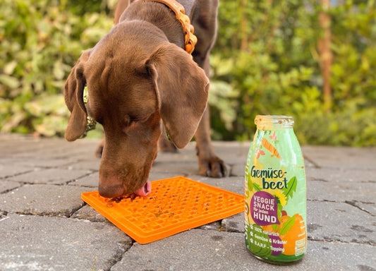 Ein brauner Hund mit orangefarbenem Halsband schleckt konzentriert eine orange Lickmat ab, die auf einem Steinboden liegt. Rechts daneben steht eine geöffnete Flasche SmoothieDog „Gemüsebeet – Veggie Snack für jeden Hund“