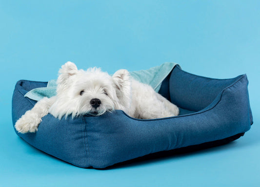 Ein weißer Hund (vermutlich ein West Highland White Terrier) liegt entspannt in einem dunkelblauen Hundebett vor hellblauem Hintergrund. Über dem Hund liegt eine türkisfarbene Decke. Der Hund wirkt ruhig und zufrieden.