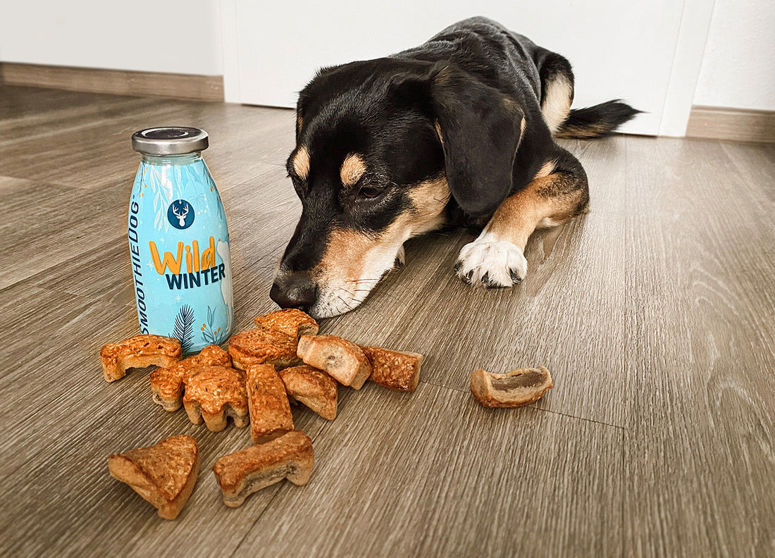 Zeigt einen Hund liegend vor selbstgemachten Hundekeksen aus dem Hundesmoothie Wild.