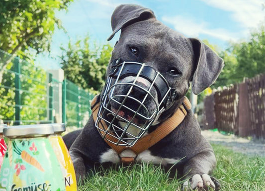 Grundlagen zum Maulkorb & dem Hundetraining mit Maulkorb
