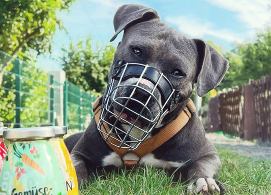 Zeigt einen Hund im Garten mit Maulkorb.