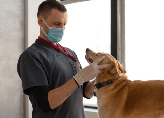 Zeigt eine Person mit Maske und Hundschuhen, welche einen Hund untersucht.
