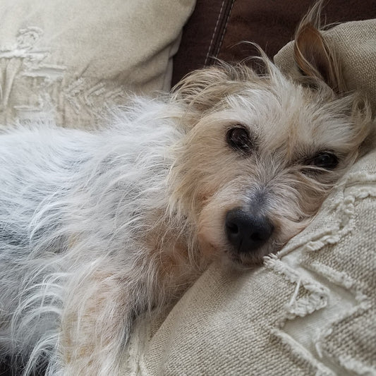 Ein älterer Hund mit grauer Schnauze liegt entspannt auf einer Decke und schaut ruhig in die Kamera. Sein Blick wirkt sanft und müde, das Fell ist kurz und gepflegt. Die Umgebung ist ruhig und gemütlich.