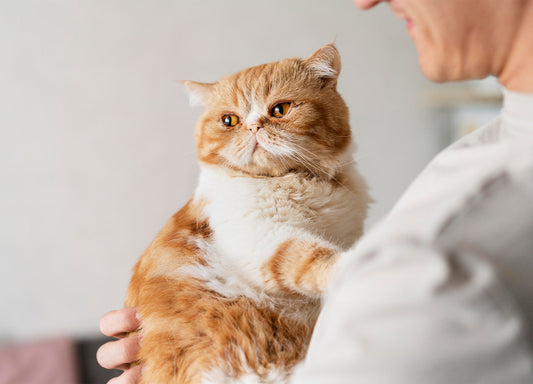 Ein Mann hält eine flauschige, orange-weiß gemusterte Katze im Arm. Die Katze blickt aufmerksam zur Seite und wirkt gelassen. Der Hintergrund ist neutral und lässt das ruhige Zusammenspiel zwischen Mensch und Tier im Fokus stehen.