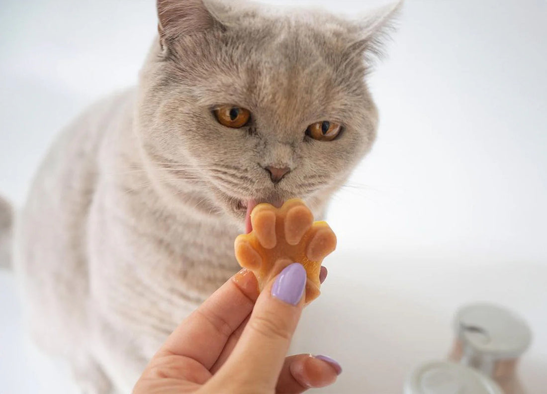 Graue Katze leckt an einem pfotenförmigen Snack, der von einer Hand mit lila Nagellack gehalten wird. 