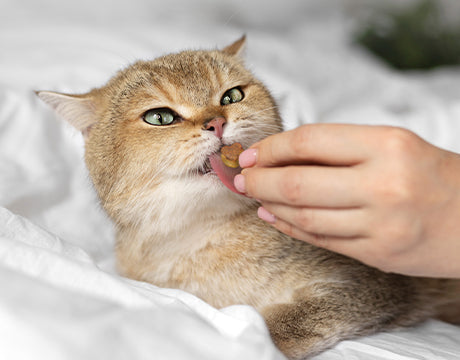 Katzenleckerlis selber machen: Einfaches Rezept mit Käse
