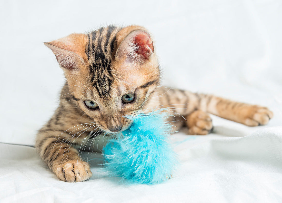 Zeigt eine Kitte, welche mit einem Spielzeug beschäftigt ist.