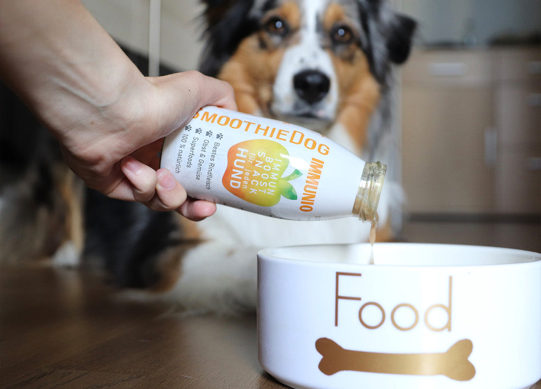 Zeigt wie die Hundesmoothie Sorte Immunio in einem Napf eingeschenkt wird. Im Hintergrund sitzt ein Hund und beobachtet den Napf.