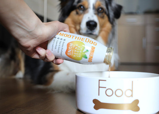 Zeigt wie die Hundesmoothie Sorte Immunio in einem Napf eingeschenkt wird. Im Hintergrund sitzt ein Hund und beobachtet den Napf.
