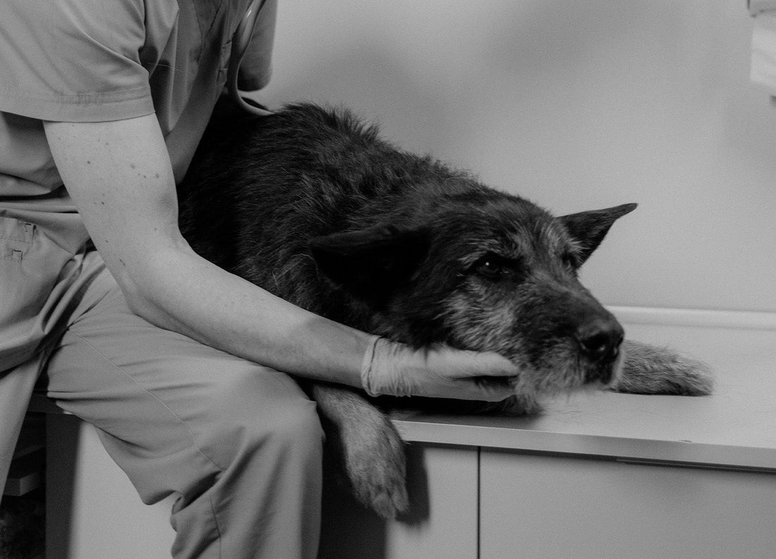 Zeigt eine traurigen alten Hund in schwarz weiß Optik.