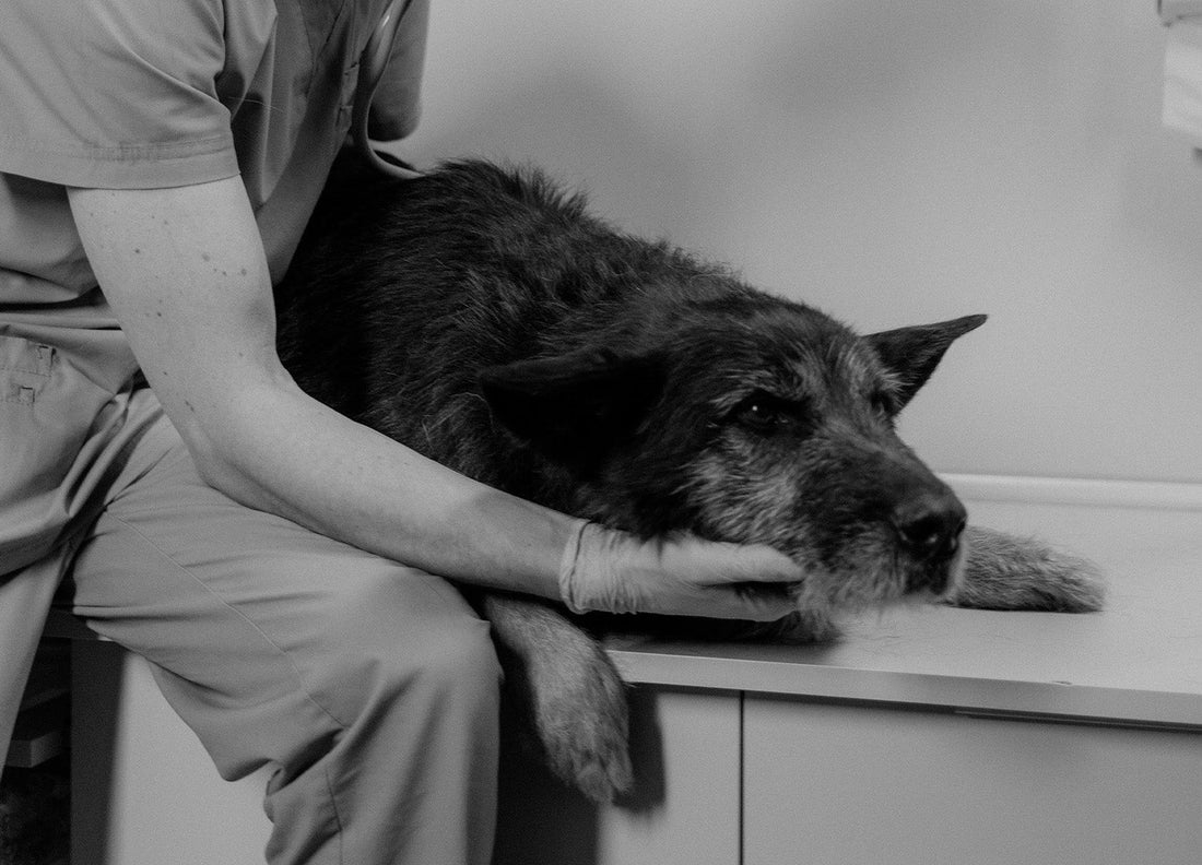 Zeigt eine traurigen alten Hund in schwarz weiß Optik.