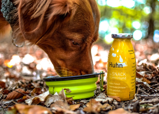 Zeigt einen Hund der SmoothieDog Huhn aus einem grünen Reisenapf im Wald trinkt.