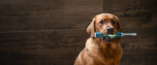 Brauner Hund hält eine Zahnbürste im Maul und blickt vor dunklem Hintergrund in die Kamera.