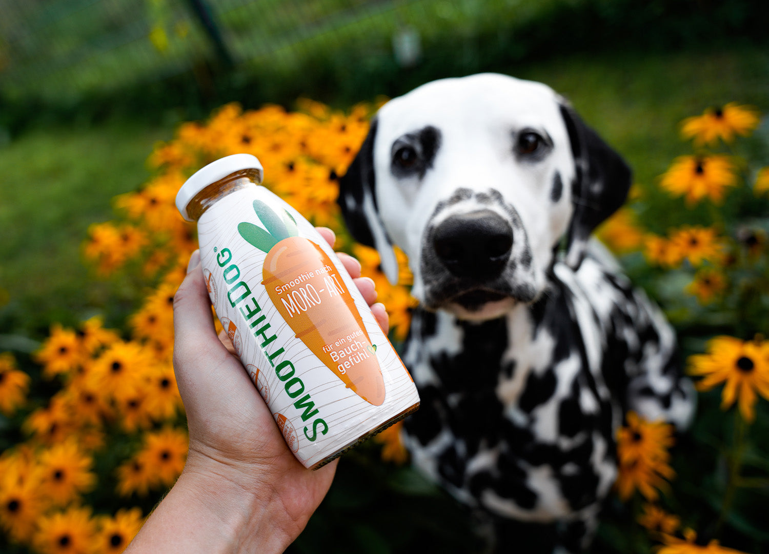 SmoothieDog Hundesmoothie Morosche Karottensuppe