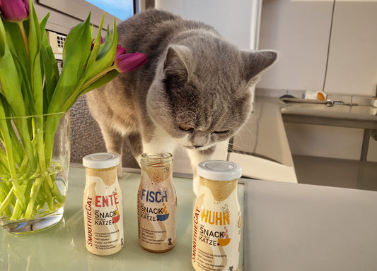 Nachhaltigkeit in der Katzenhaltung