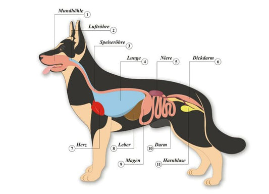Illustration eines Hundes im Profil mit beschrifteten inneren Organen: Mundhöhle, Luftröhre, Speiseröhre, Lunge, Niere, Dickdarm, Herz, Leber, Magen, Darm und Harnblase.