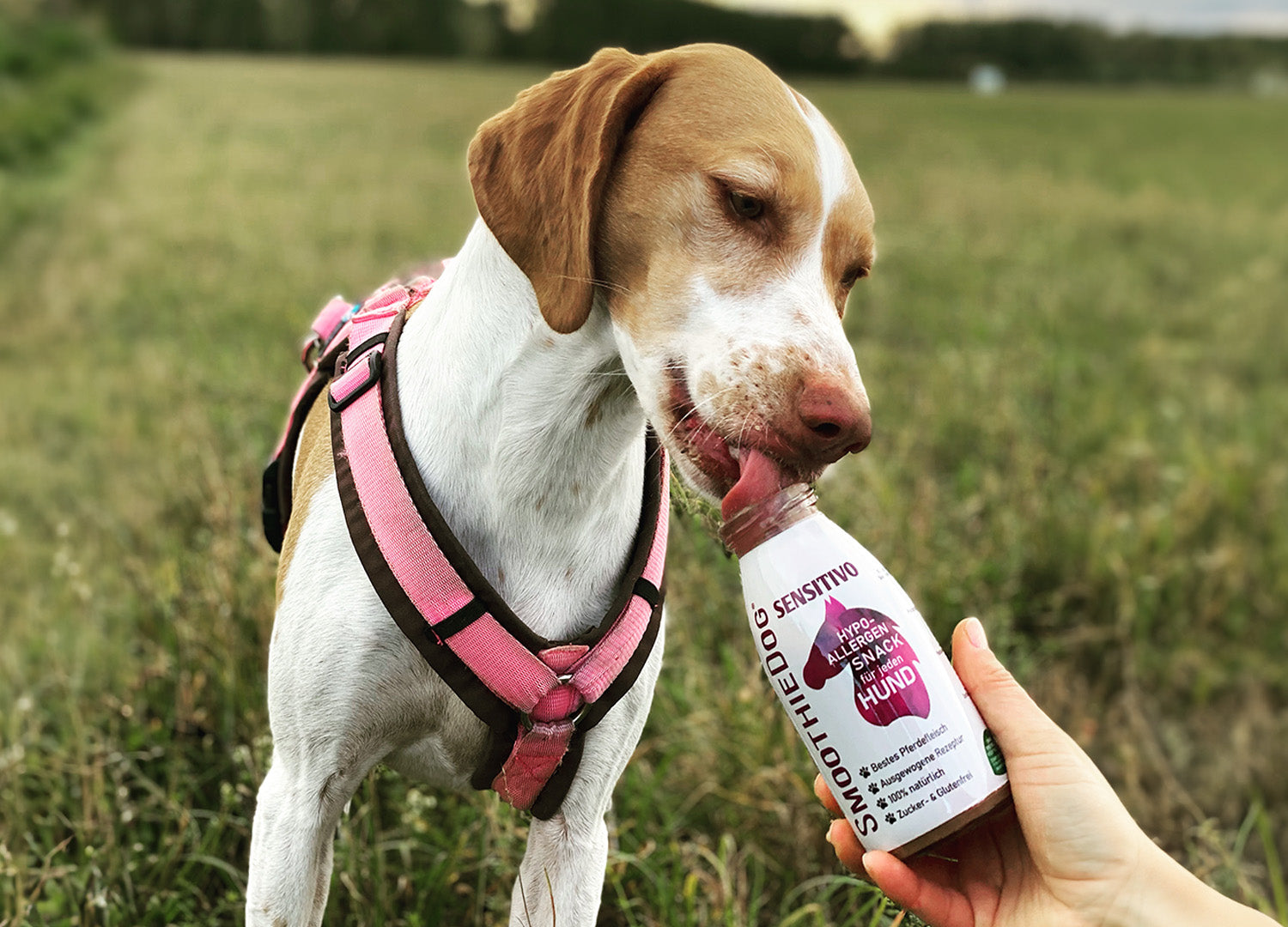 Hund leckt SmoothieDog Sensitivo direkt aus der Flasche auf einer Wiese – hypoallergener Snack für empfindliche Hunde.