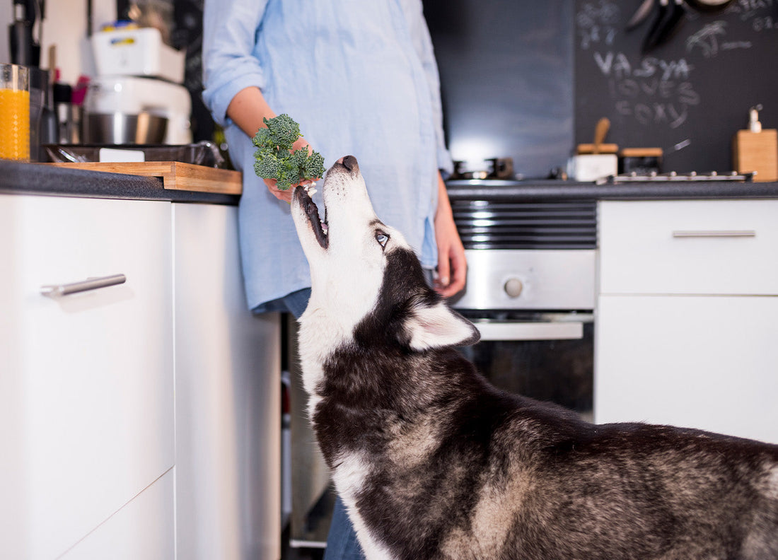 Husky steht in der Küche und schnuppert an einem Brokkoliröschen, das ihm von einer Person gereicht wird – gesunde Ernährung für Hunde mit frischen Zutaten.