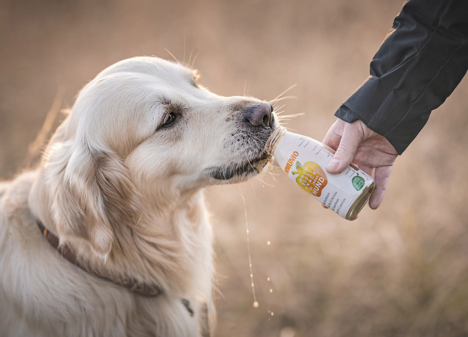 Golden Retriever trinkt SmoothieDog Immunio aus der Flasche – natürlicher Immunbooster für Hunde in der kalten Jahreszeit.
