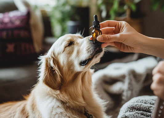 Fläschchen CBD Öl für Hunde mit Pipette neben einem entspannten Hund, bereit zur Dosierung.