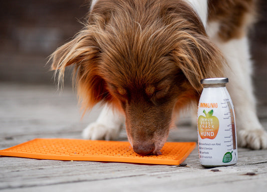 Hund schleckt genüsslich eine orangefarbene Lickimat auf Holzterrasse. Die Schleckmatte bietet entspannende Beschäftigung und eignet sich ideal zur Fütterung von SmoothieDog oder Leckerlis – für langsames Schlecken und mentale Auslastung.