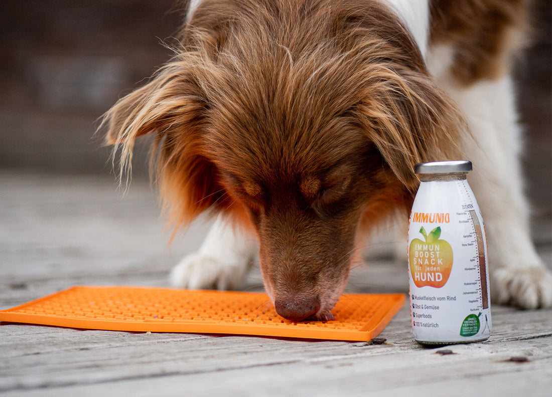 Hund schleckt genüsslich eine orangefarbene Lickimat auf Holzterrasse. Die Schleckmatte bietet entspannende Beschäftigung und eignet sich ideal zur Fütterung von SmoothieDog oder Leckerlis – für langsames Schlecken und mentale Auslastung.