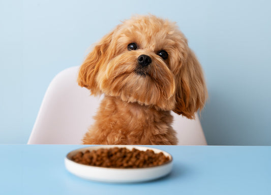 Ein Welpe sitzt an einem blauen Tisch auf einem Stuhl. Vor ihm steht ein weißer Teller mit Hundefutter.