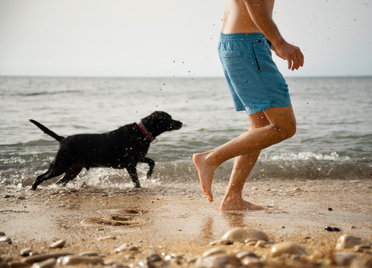 Hund rennt seinem Besitzer am Strand hinterher.