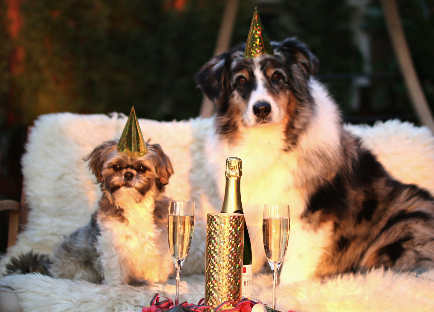 Silvester mit Hund und Katze