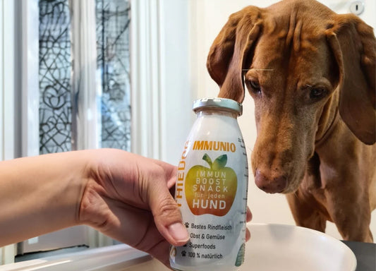 Ein brauner Hund schaut neugierig auf eine SmoothieDog-Glasflasche mit der Sorte "IMMUNIO – Immun Boost Snack für jeden Hund".