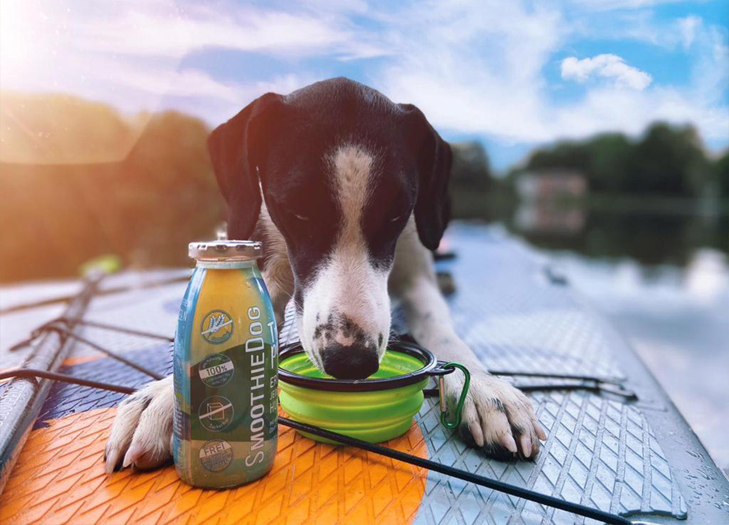 Ein Hund liegt auf einem Paddlebrett im Wasser und trinkt die SmoothieDog Sorte Trinkpause aus einem Reisenapf.